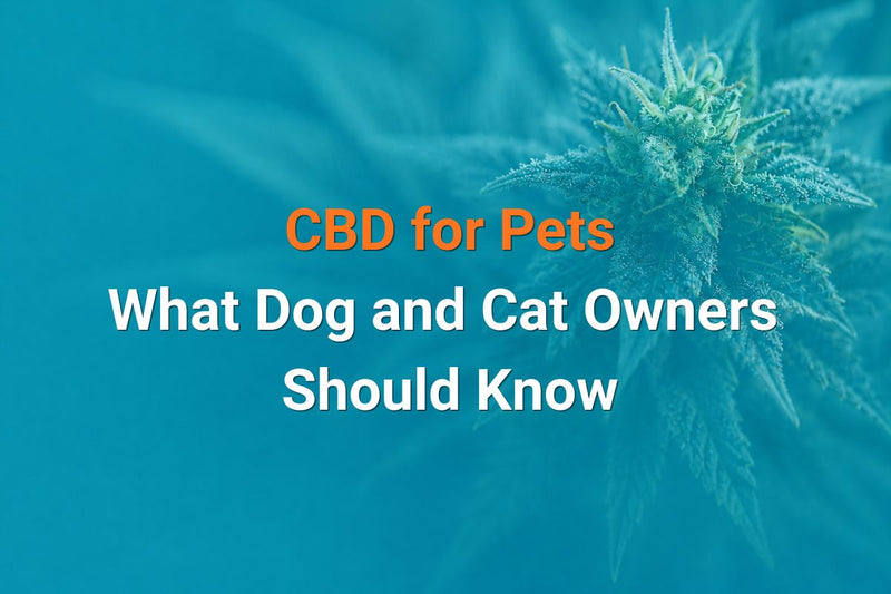 CBD safety guide for dog and cat owners