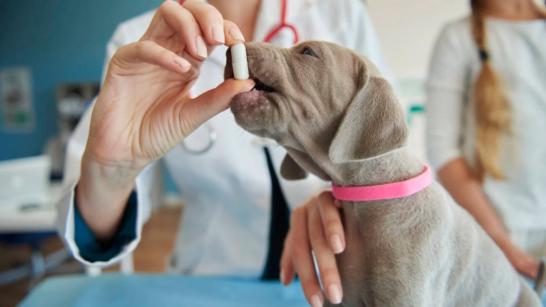 Small puppy with pet wellness supplements for CBD for pets guide - Pure Shaka