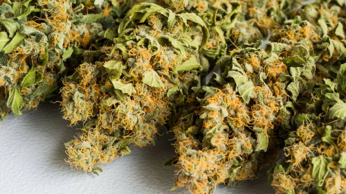 Cannabis flower close-up on white surface for THCa product format guide - Pure Shaka