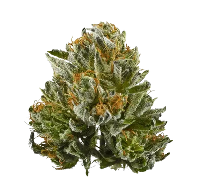 Premium cannabis flower bud on transparent background - frosty trichomes with orange pistils showing high quality hemp