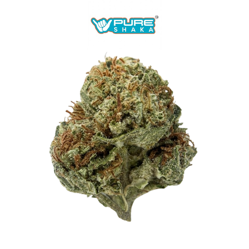 Blue Dream THCa Supreme Sativa Flower | 33.27% - Pure Shaka Wellness
