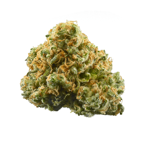 Black Maple AA 24.37% - Hybrid