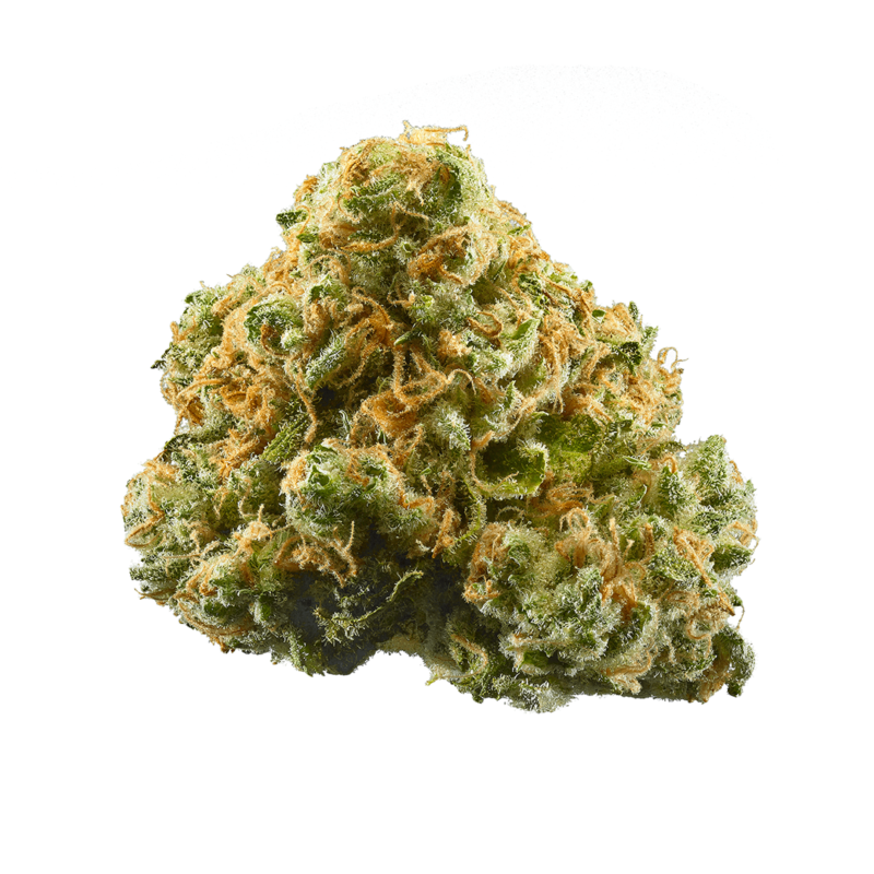 Black Maple AA 24.37% - Hybrid