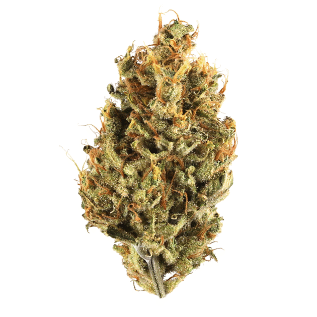 Cereal Milk | Supreme | Hybrid | 33.12%