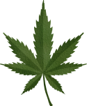 vecteezy_cannabis-or-marijuana-leaf_9368606