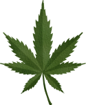 vecteezy_cannabis-or-marijuana-leaf_9368606